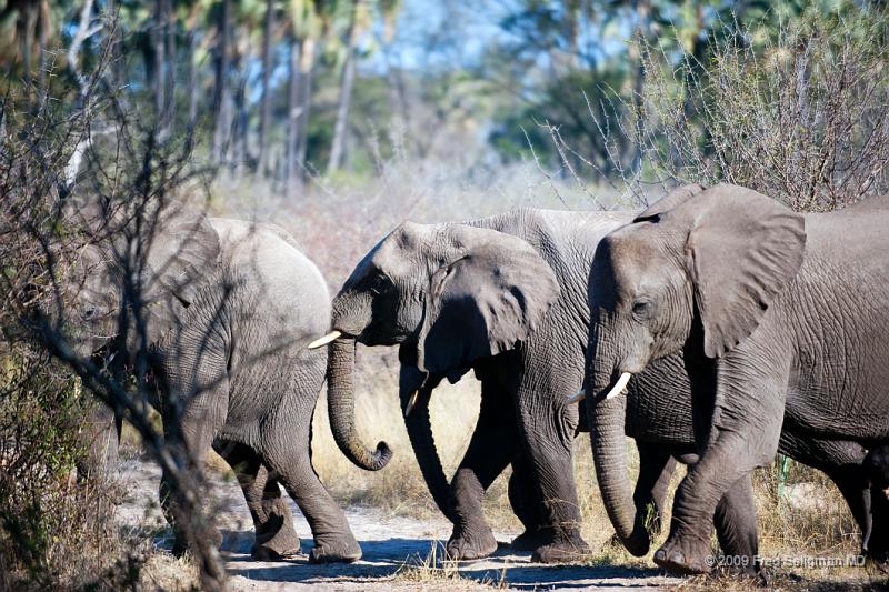 20090614_092821 D3 X1.jpg - Following large herds in Okavango Delta